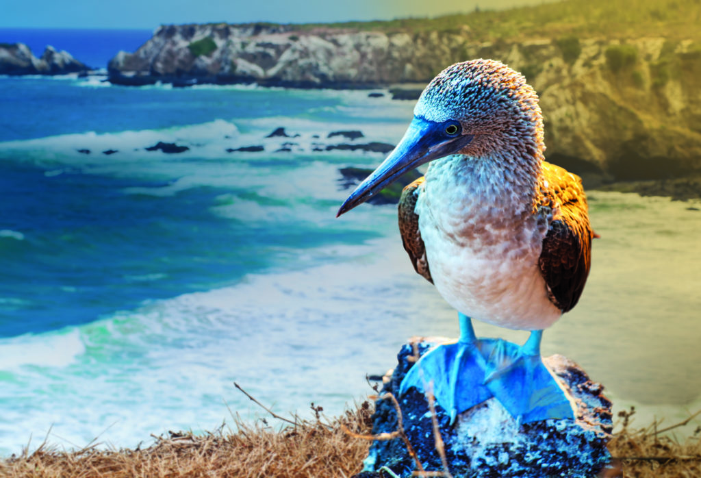 CELEBRITY CRUISES KÜNDIGT FÜR 2024 ABFAHRTEN ZU DEN GALAPAGOS-INSELN AN