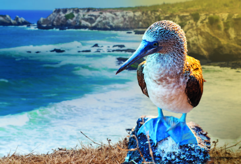 CELEBRITY CRUISES KÜNDIGT FÜR 2024 ABFAHRTEN ZU DEN GALAPAGOS-INSELN AN